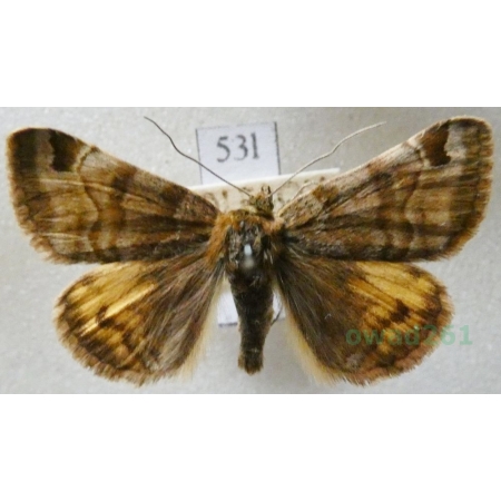 Euclidia glyphica (Linnaeus, 1758) Wygłoba koniczynówka Czech53l
